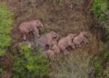 Usai Mengembara, Kawanan Gajah di China Kembali ke Habitat