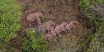 Usai Mengembara, Kawanan Gajah di China Kembali ke Habitat