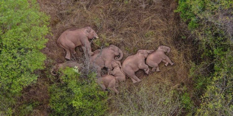 Usai Mengembara, Kawanan Gajah di China Kembali ke Habitat