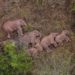 Usai Mengembara, Kawanan Gajah di China Kembali ke Habitat