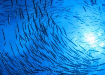 Populasi Ikan di Laut Indonesia Terancam Overfishing