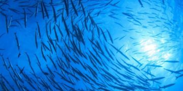 Populasi Ikan di Laut Indonesia Terancam Overfishing