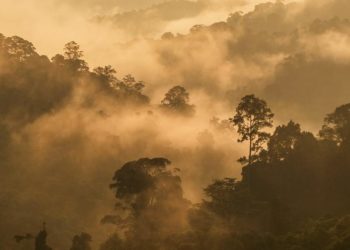 Indonesia Optimis Capai “Net Sink” Karbon di 2030