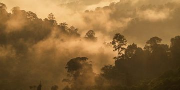 Indonesia Optimis Capai “Net Sink” Karbon di 2030