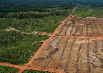 Deforestasi Meluas, Walhi Tolak Food Estate di Papua