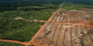 Deforestasi Meluas, Walhi Tolak Food Estate di Papua