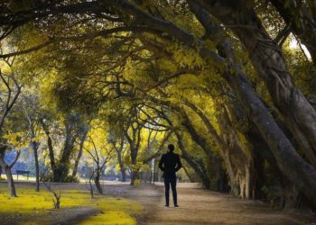 Mitigasi Bencana Iklim, Pakistan Tanam 10 Miliar Pohon