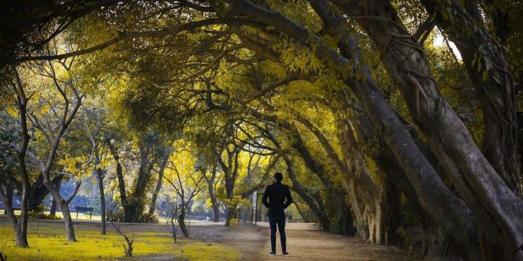 Mitigasi Bencana Iklim, Pakistan Tanam 10 Miliar Pohon