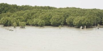 Rehabilitasi Mangrove di Indonesia, Pemerintah Kolaborasi BUMN