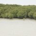 Rehabilitasi Mangrove di Indonesia, Pemerintah Kolaborasi BUMN