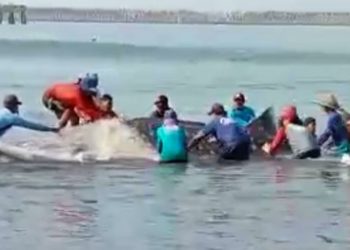 Dua Hiu Paus Terjerat Jaring Nelayan di Perairan Cilacap