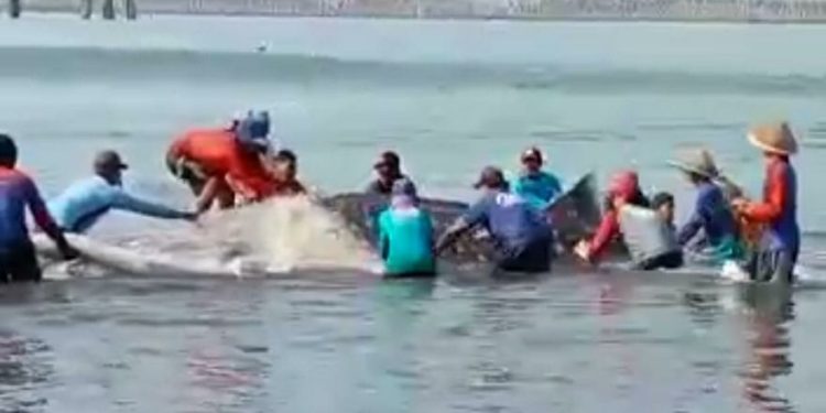Dua Hiu Paus Terjerat Jaring Nelayan di Perairan Cilacap