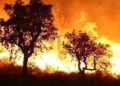 Puluhan Orang Tewas Terperangkap Kebakaran Hutan di Aljazair