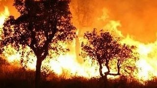 Puluhan Orang Tewas Terperangkap Kebakaran Hutan di Aljazair