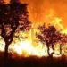 Puluhan Orang Tewas Terperangkap Kebakaran Hutan di Aljazair
