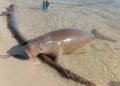 Tragis, Mamalia Laut Jenis Dugong Mati Terdampar di Pantai Toli-Toli