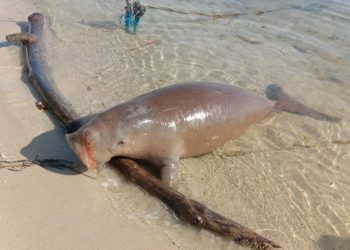 Tragis, Mamalia Laut Jenis Dugong Mati Terdampar di Pantai Toli-Toli