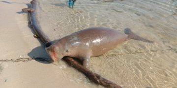 Tragis, Mamalia Laut Jenis Dugong Mati Terdampar di Pantai Toli-Toli