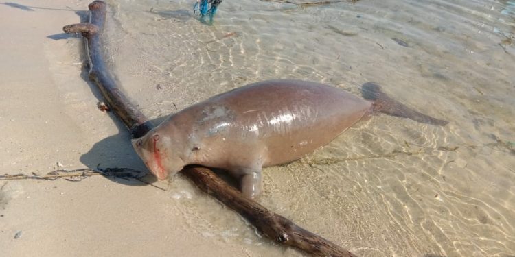 Tragis, Mamalia Laut Jenis Dugong Mati Terdampar di Pantai Toli-Toli