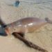Tragis, Mamalia Laut Jenis Dugong Mati Terdampar di Pantai Toli-Toli