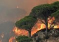 Gelombang Panas di Mediterania Memicu Kebakaran Hutan di Sisilia, Italia