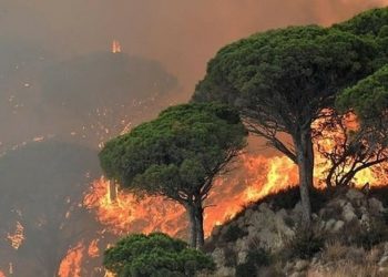 Gelombang Panas di Mediterania Memicu Kebakaran Hutan di Sisilia, Italia