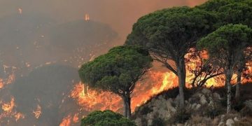 Gelombang Panas di Mediterania Memicu Kebakaran Hutan di Sisilia, Italia