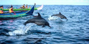 7 Mamalia Laut Jenis Lumba-Lumba Terdampar di Pesisir Bali