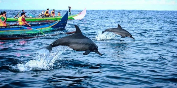 7 Mamalia Laut Jenis Lumba-Lumba Terdampar di Pesisir Bali