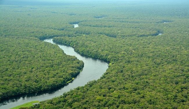 Cegah Eksplorasi Minyak, UNESCO Apresiasi Konservasi Taman Nasional Salonga