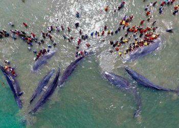 PBB Target Konservasi Global Spesies Daratan dan Lautan Capai 30 Persen di 2050