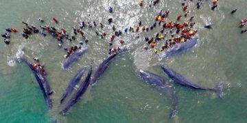 PBB Target Konservasi Global Spesies Daratan dan Lautan Capai 30 Persen di 2050