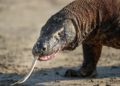 IUCN Tetapkan Komodo sebagai Satwa Terancam Punah