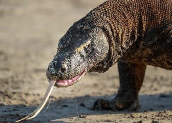 IUCN Tetapkan Komodo sebagai Satwa Terancam Punah