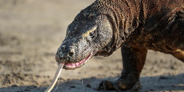 IUCN Tetapkan Komodo sebagai Satwa Terancam Punah