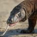 IUCN Tetapkan Komodo sebagai Satwa Terancam Punah