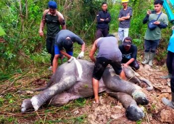 Anak Gajah Sumatera Mati Mengenaskan di Tesso Tenggara Riau