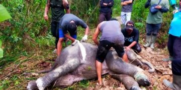 Anak Gajah Sumatera Mati Mengenaskan di Tesso Tenggara Riau