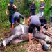 Anak Gajah Sumatera Mati Mengenaskan di Tesso Tenggara Riau