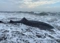 Seekor Hiu Tutul Mati Terdampar di Pantai Cilacap