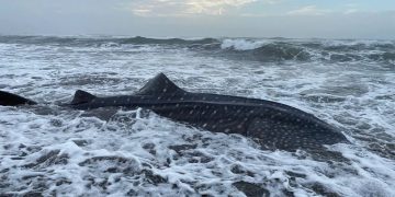 Seekor Hiu Tutul Mati Terdampar di Pantai Cilacap
