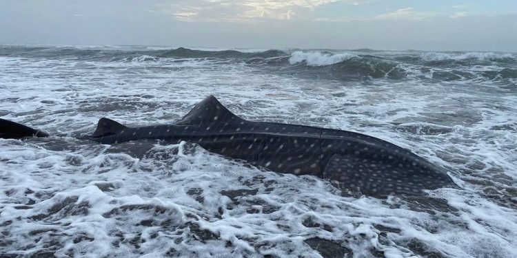 Seekor Hiu Tutul Mati Terdampar di Pantai Cilacap