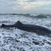 Seekor Hiu Tutul Mati Terdampar di Pantai Cilacap