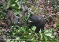 Anak Badak Sumatera ke-5 Lahir di Taman Nasional Way Kambas
