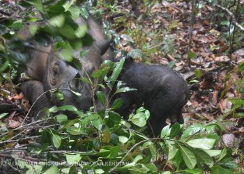 Anak Badak Sumatera ke-5 Lahir di Taman Nasional Way Kambas
