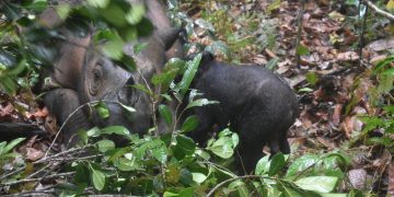 Anak Badak Sumatera ke-5 Lahir di Taman Nasional Way Kambas