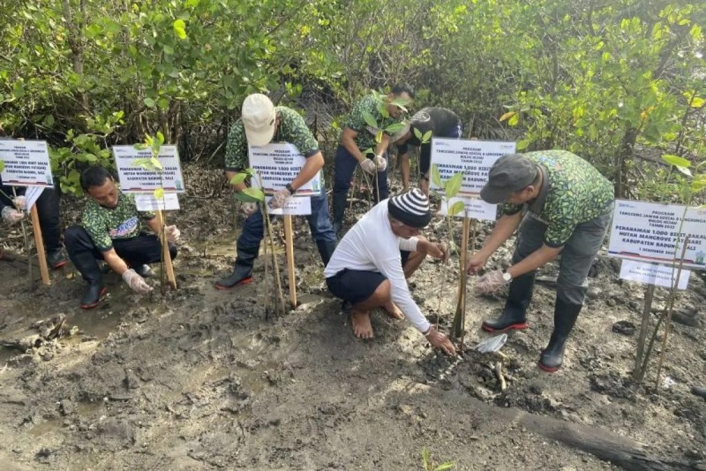 petani menanam mangrove di kawasan mangrove Desa Lubuk Kertang, Kecamatan Brandan Barat, Kabupaten Langkat, Sumatera Utara, Jumat (17/11/2023).(Yudi)