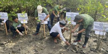 petani menanam mangrove di kawasan mangrove Desa Lubuk Kertang, Kecamatan Brandan Barat, Kabupaten Langkat, Sumatera Utara, Jumat (17/11/2023).(Yudi)