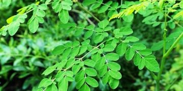 Banyak yang belum Tau, Daun Kelor Bermanfaat Besar untuk Kesehatan Manusia