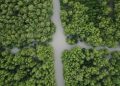 Surabaya Miliki Pusat Konservasi Mangrove Terbesar di Asia Tengara